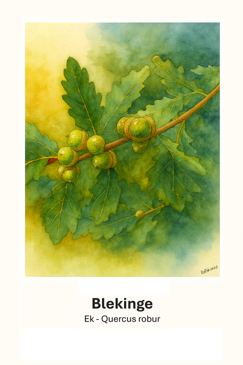 Blekinge – Oak